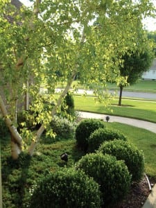 Organic Tree and Shrub Lawn Care- Maryland